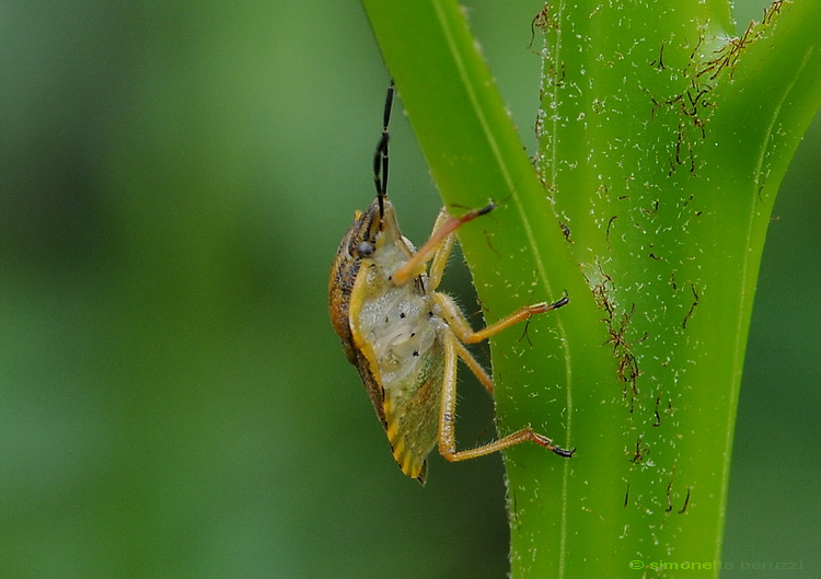 Carpocoris  pudicus del Chianti